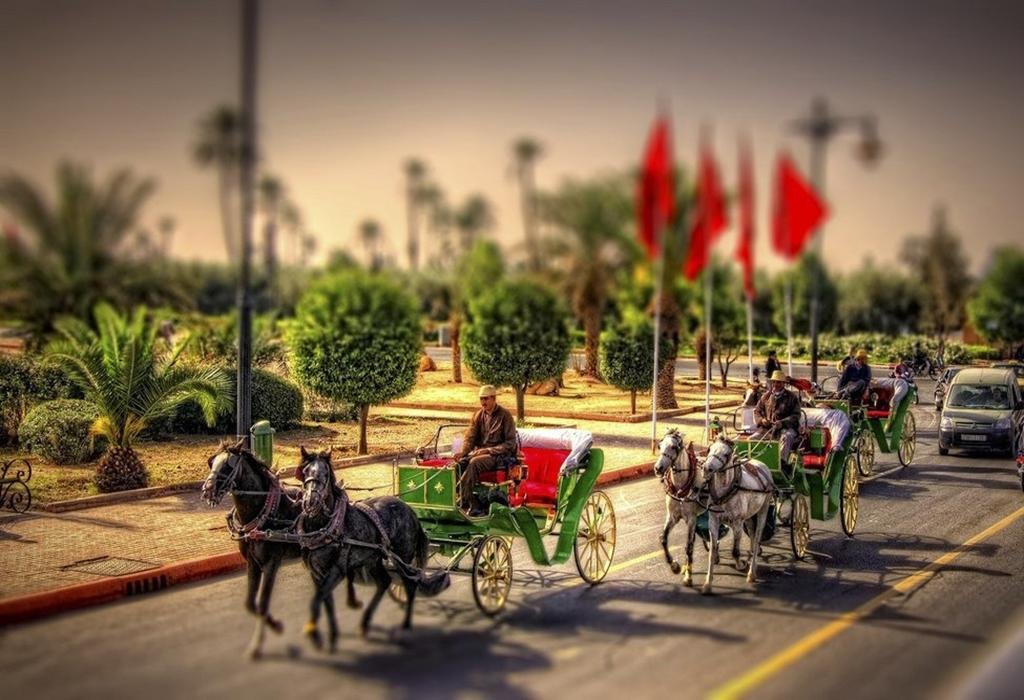 carriage ride in the Palmeraie and the Gardens