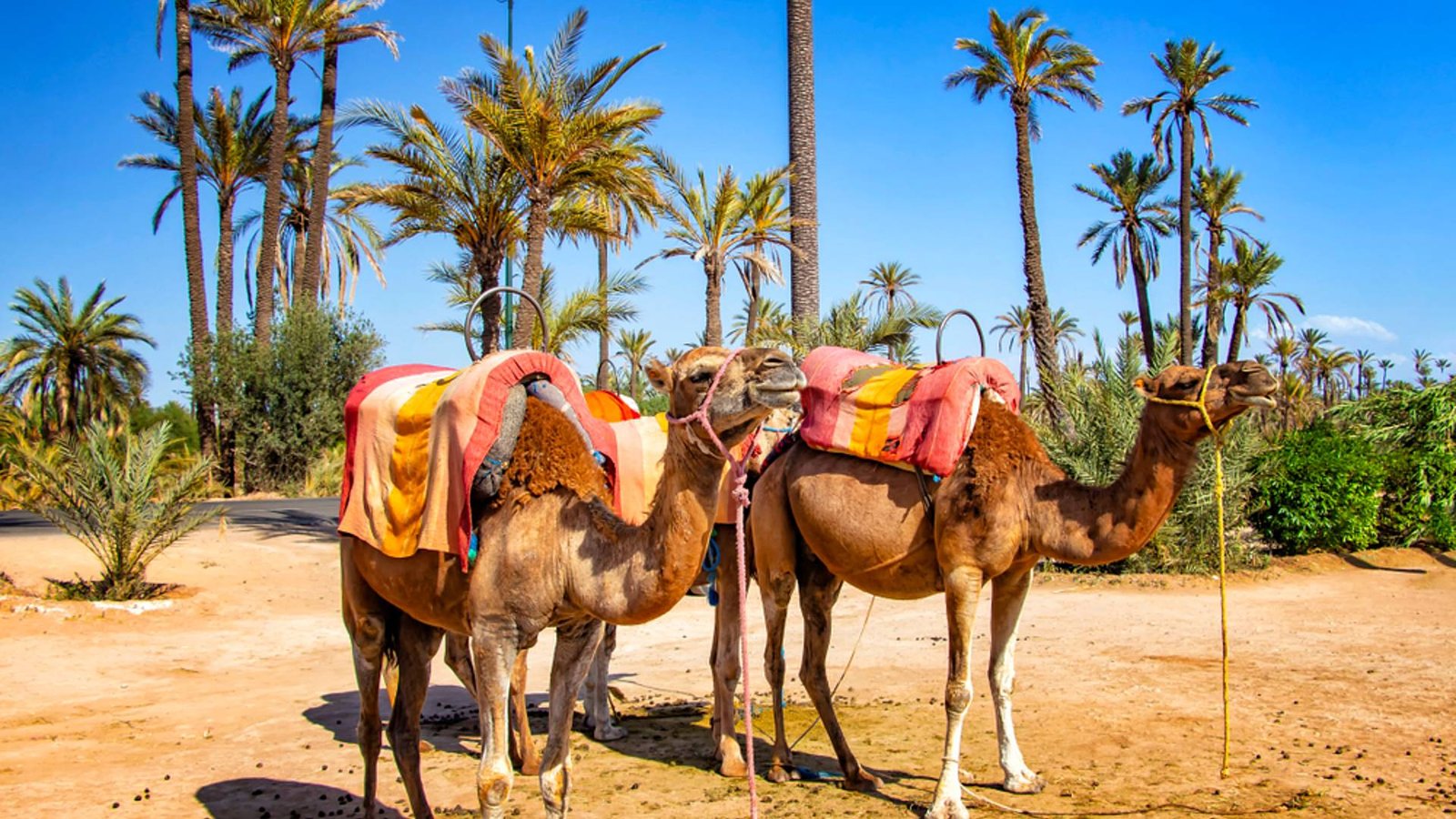 Camel ride in palm grove of Marrakech 