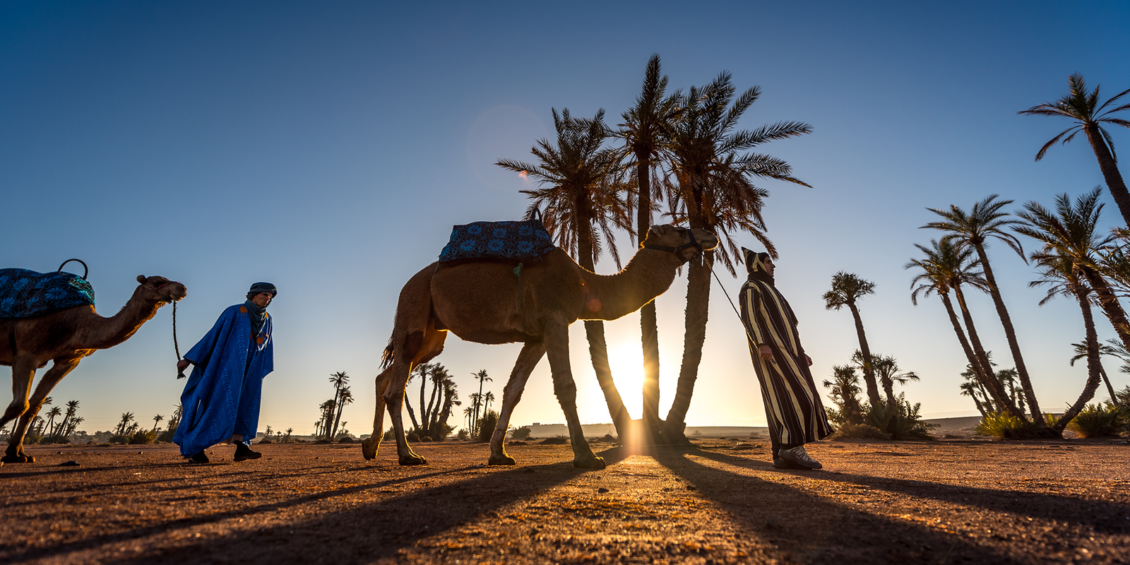 Camel ride in palm grove of Marrakech 