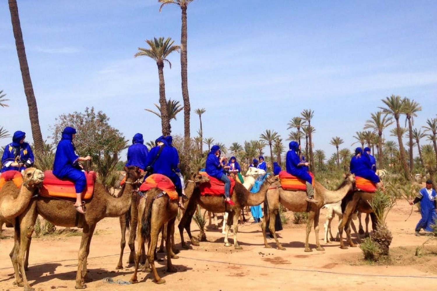 Camel ride in palm grove of Marrakech 